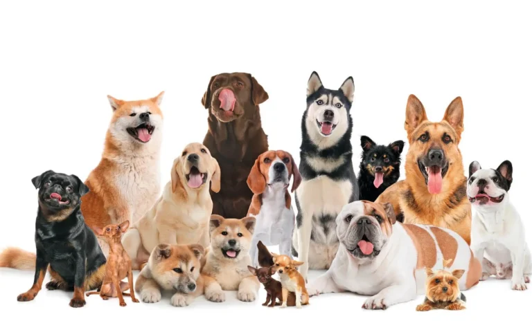 ¡Cuidado! Estas Razas Tienen Riesgos Ocultos🩺