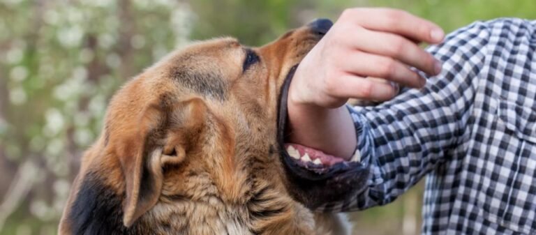Mi Perrito es Agresivo: Qué Hacer y Cómo Ayudarlo
