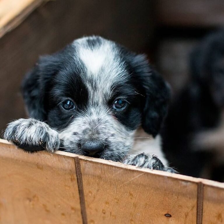 🐶 Adoptar un Perrito: Un Acto de Amor que Transforma Vidas