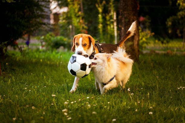 La emotiva historia de una Golden Retriever, que recupera la felicidad gracias a la llegada de un nuevo compañero. Conoce cómo la compañía canina mejora el bienestar emocional.