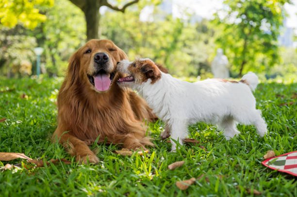Golden Retriever and Jack Russell Terrier lying on the grass