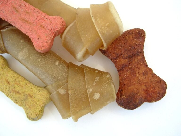 Alimentos naturales para perros: guía completa para una dieta saludable🐕🐶