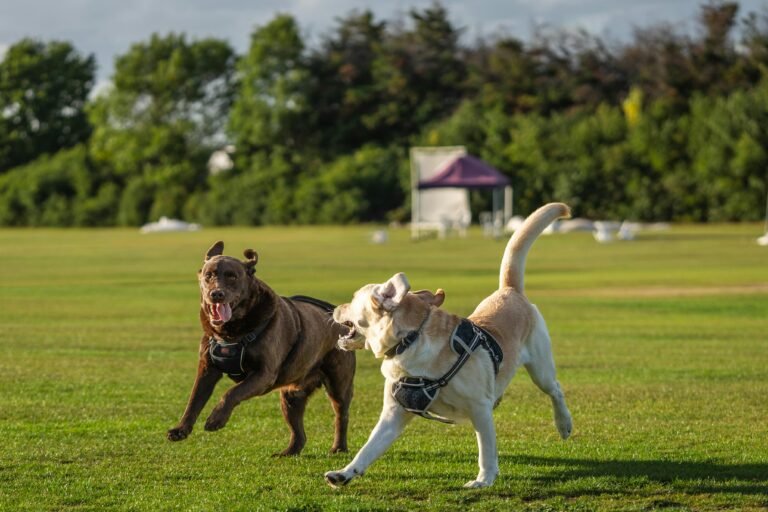 Cómo actuar frente a una pelea de perros y protegerlos 🐕⚡