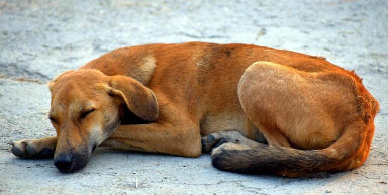 Descubre por qué tu perro tiene pesadillas, cómo reconocer los síntomas y qué hacer para ayudarlo a dormir tranquilo y feliz cada noche.